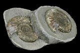 Ammonite (Dactylioceras) Fossil Pair - England #181896-1